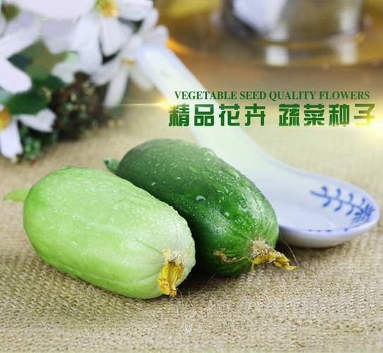 阳台庭院种出脆甜水果黄瓜——克劳沃10粒种子家庭种植全攻略