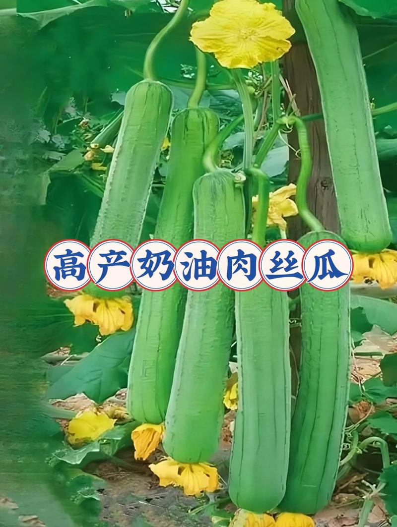丝瓜种子选得好，高产大肉奶油丝瓜轻松种！有图就能长，肉多细腻嫩滑