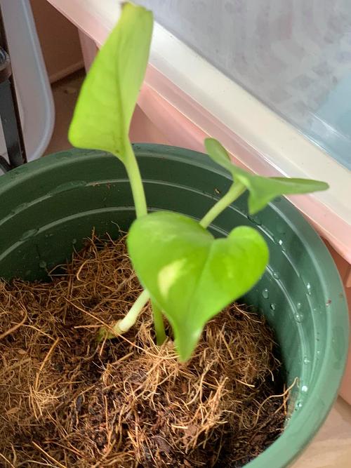 推开泥土，遇见春天 花盆播种小记