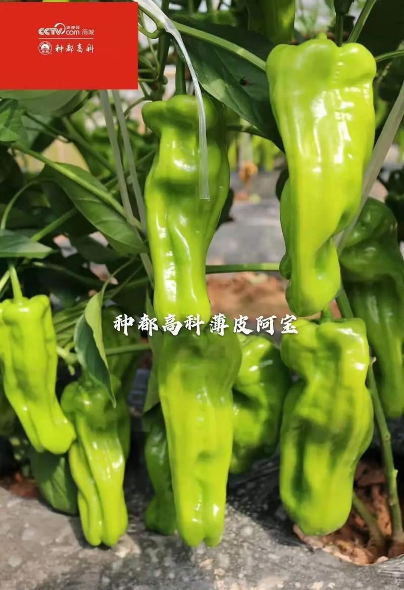 各类辣椒种子种苗持续预定中｜种都高科提醒您 提前规划，丰收不慌