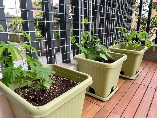 种菜种子孵出来开花了可期 从种子到花开的期待之旅