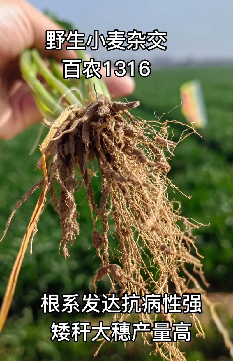 百农1316 科学选种助推小麦增产增收