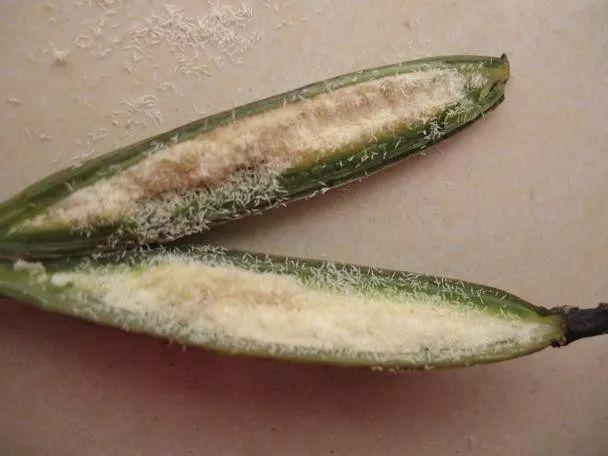 兰花的种子繁殖 荆棘之路还是希望之种？
