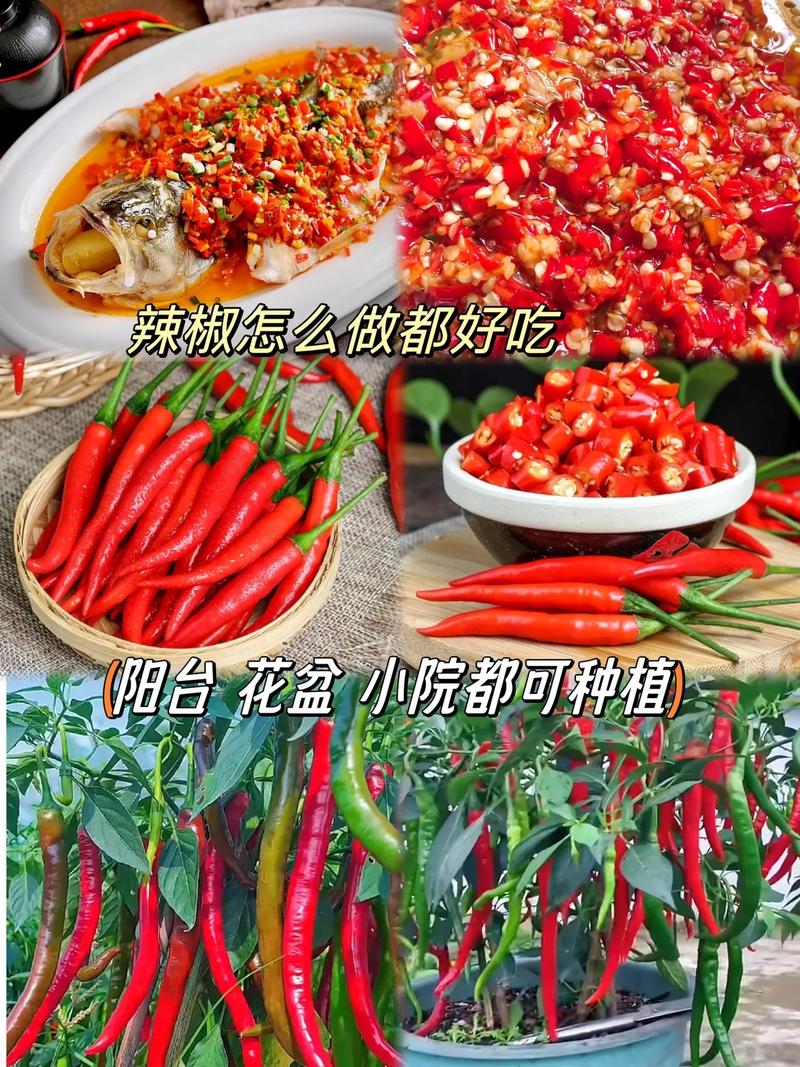 美人椒种子 长势强劲坐果率高，拍二发三正当时