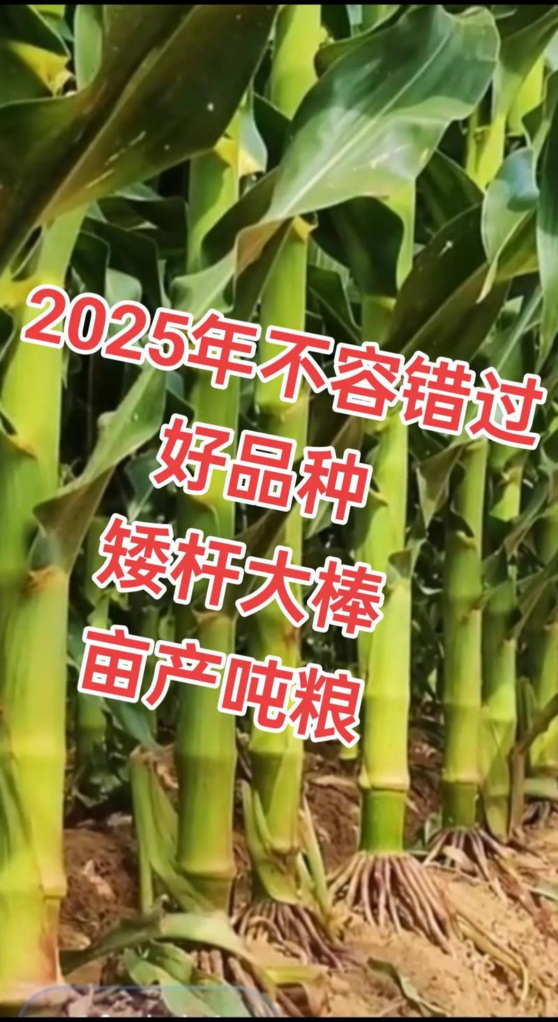 最新国审高产玉米种子推荐 矮杆大棒型品种助力高产种植