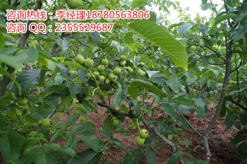 云南核桃苗品种指南 9818、清香与云新系的种植选择