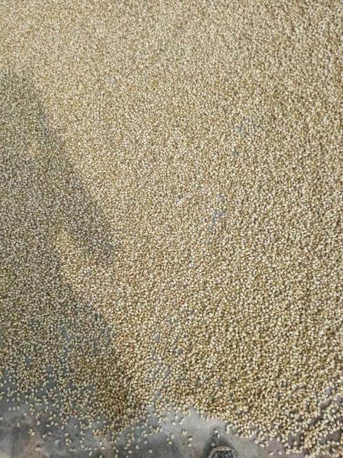 橘核厂家直发 中药果实籽仁类药材的优质之选
